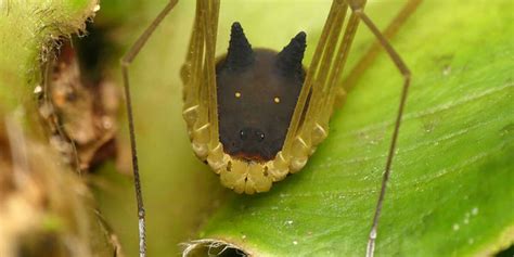 bunny harvestman|This Spider That Looks Like A Dog Is Freaking People。